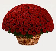 Премиум букет из: Розы в Шудаяге